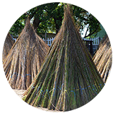 Thatching grass and Cape reed